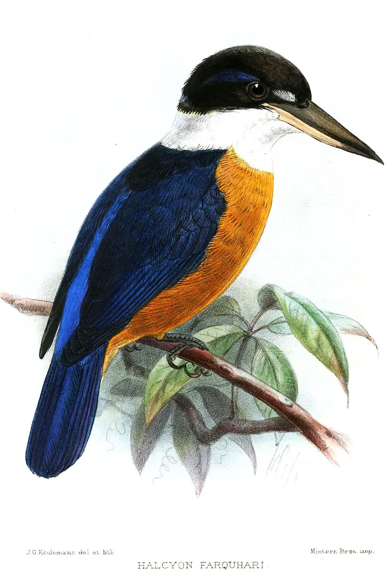 Vanuatu kingfisher