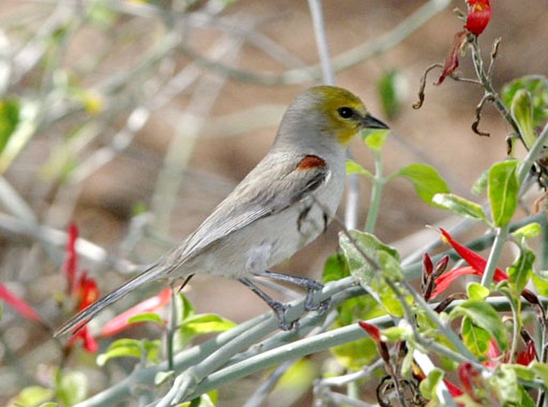 Verdin