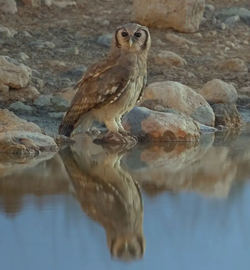 Verreaux s eagle-owl