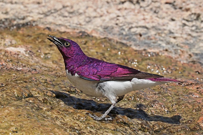 Violet-backed starling