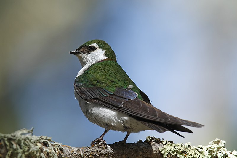 Violet-green swallow