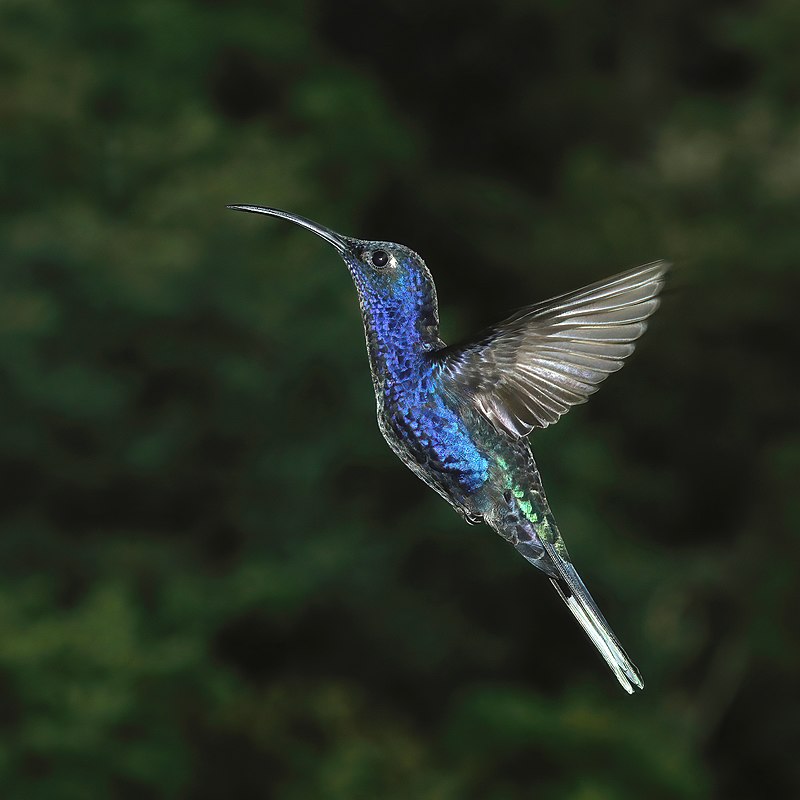 Violet sabrewing