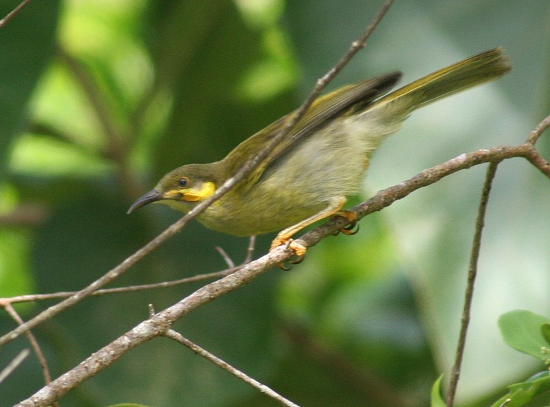 Wattled honeyeater