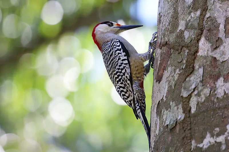 West Indian woodpecker