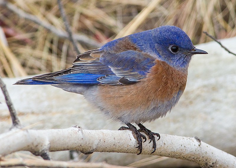 Western bluebird