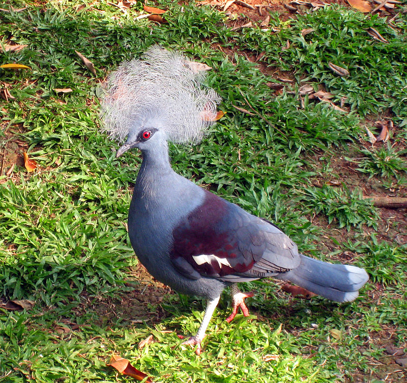 Western crowned pigeon