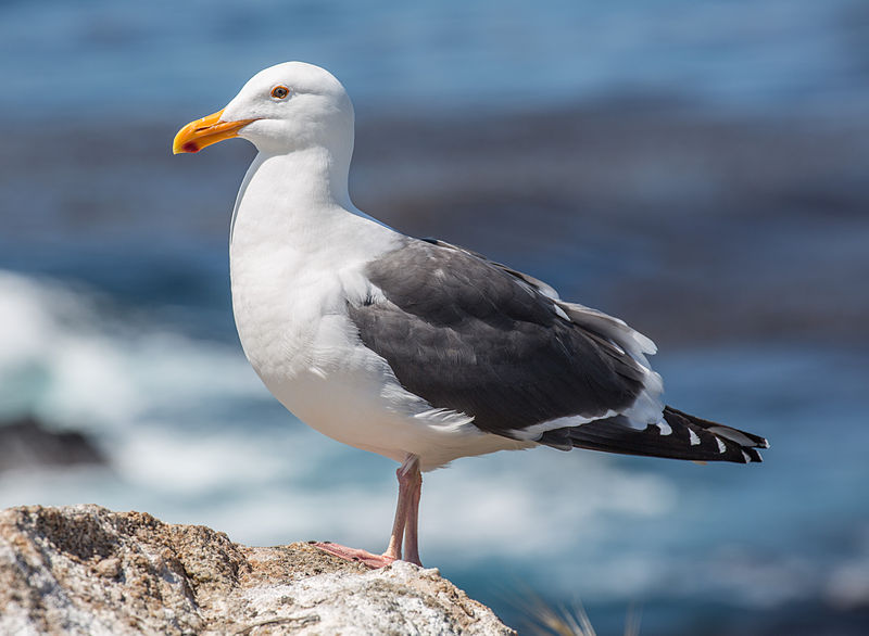 Western gull