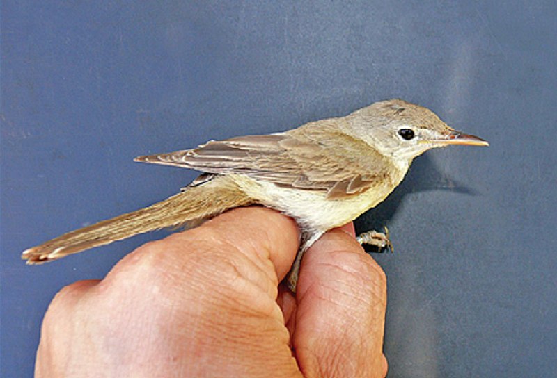 Western olivaceous warbler