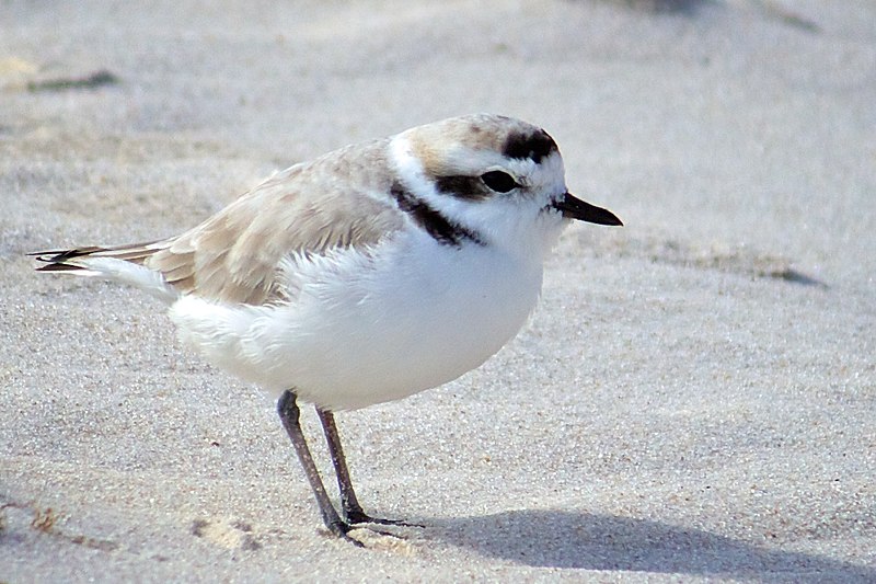 Western snowy plover