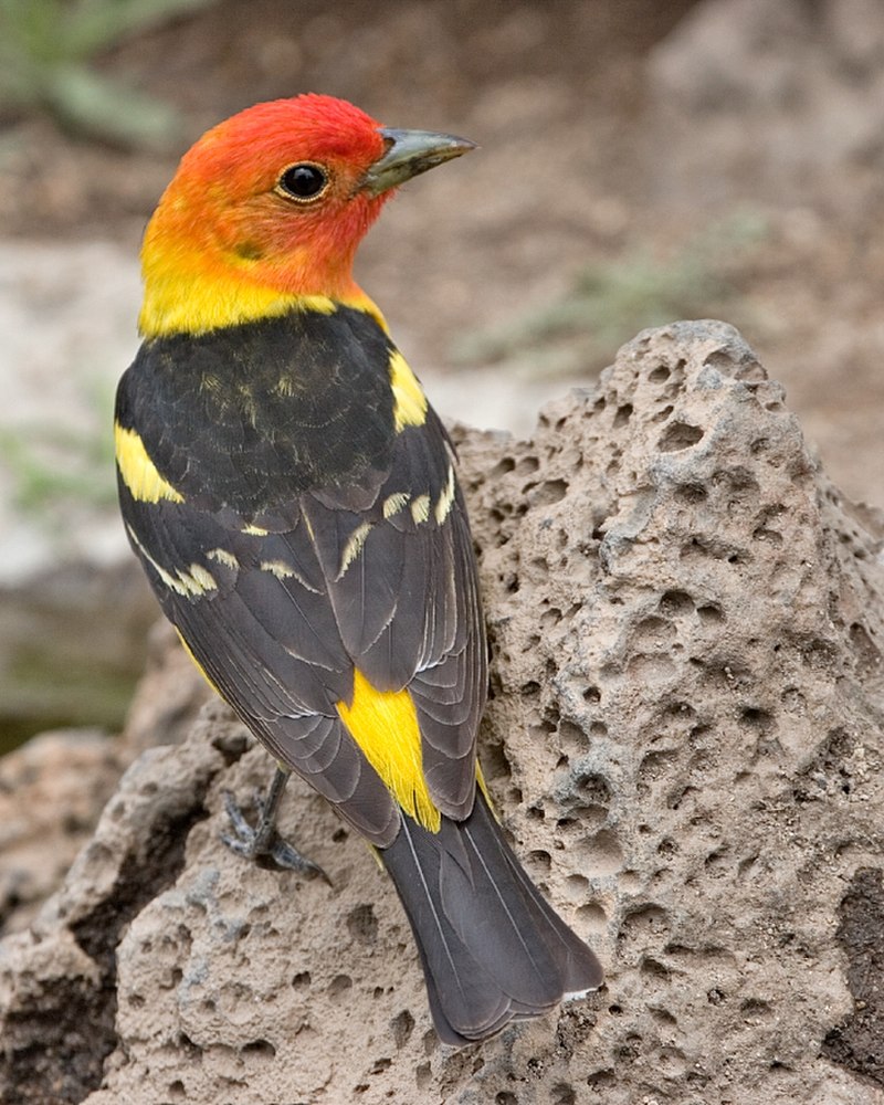 Western tanager