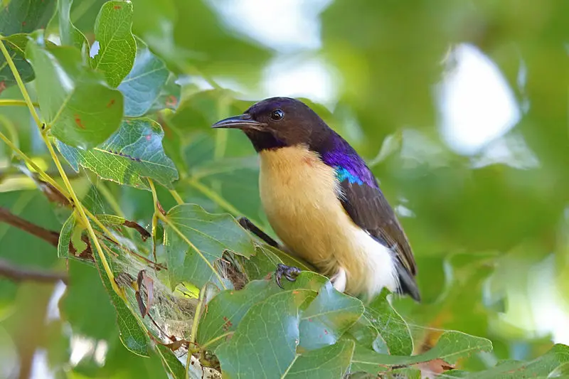 Western violet-backed sunbird