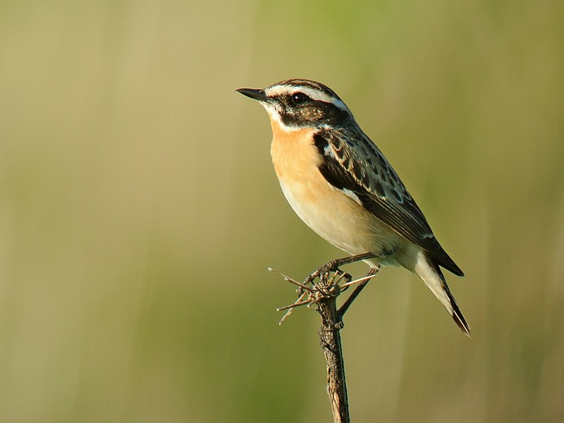 Whinchat