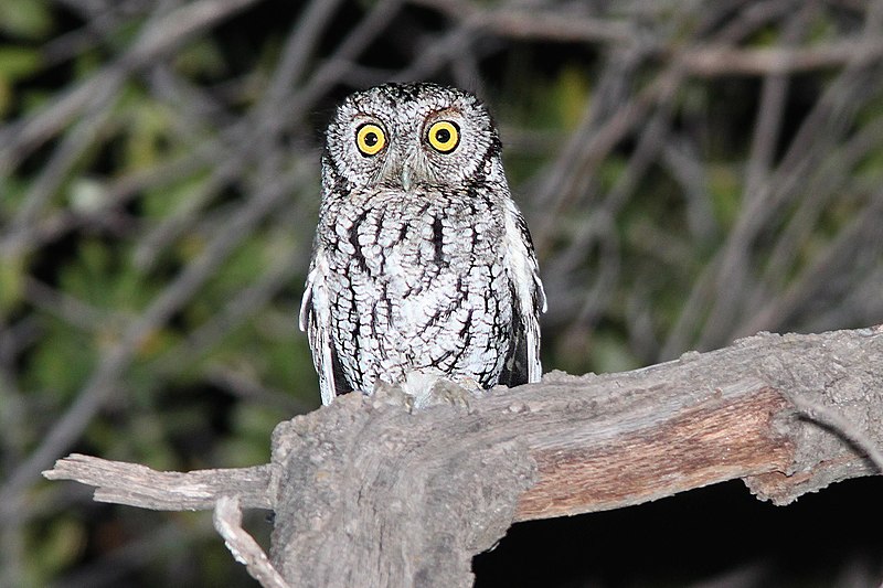 Whiskered screech owl
