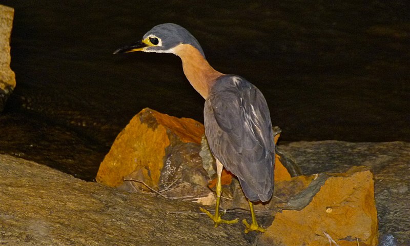 White-backed night heron