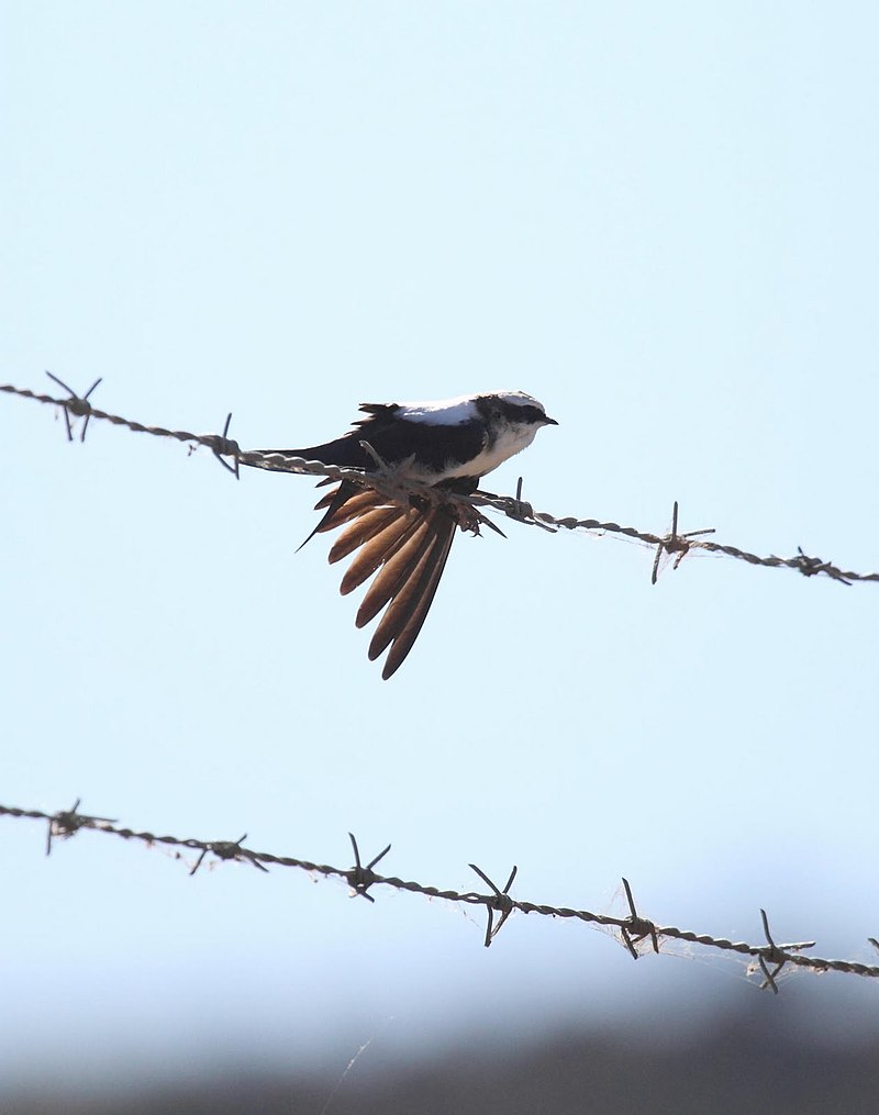White-backed swallow