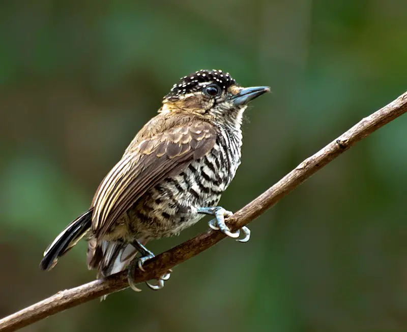 White-barred piculet