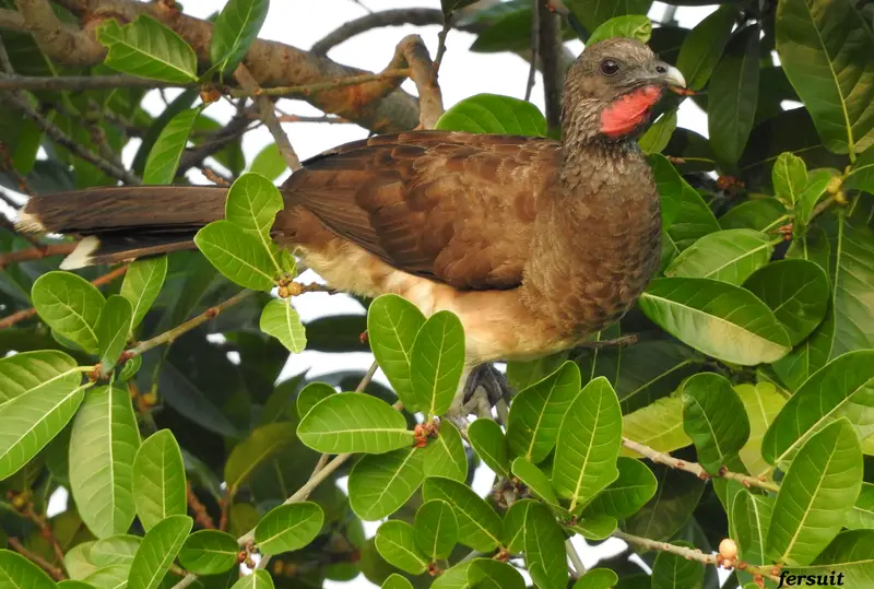 White-bellied chachalaca