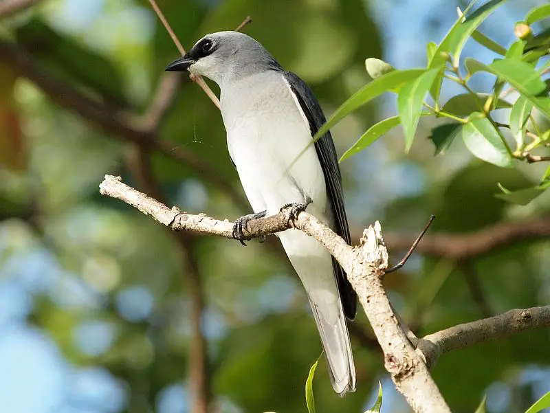 White-bellied cuckooshrike