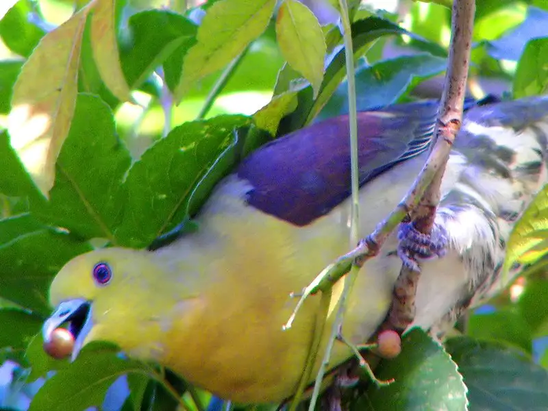 White-bellied green pigeon