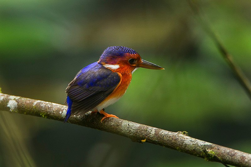 White-bellied kingfisher