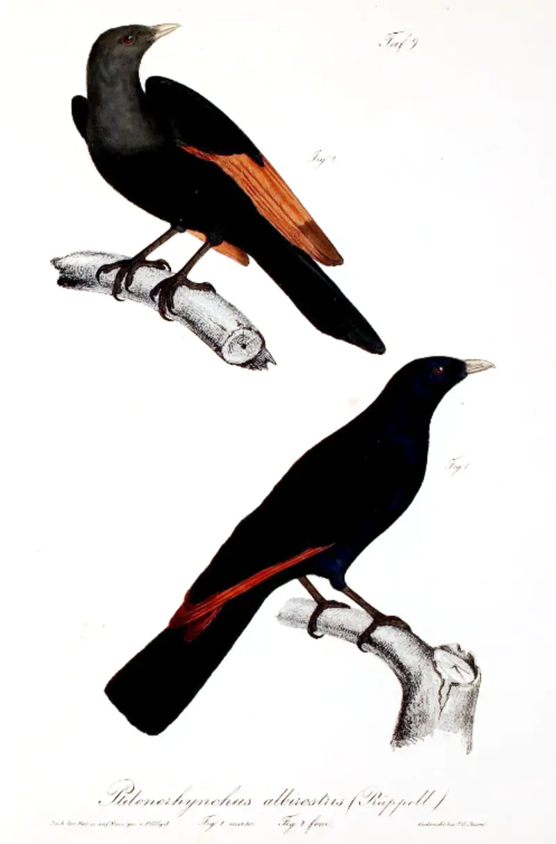 White-billed starling