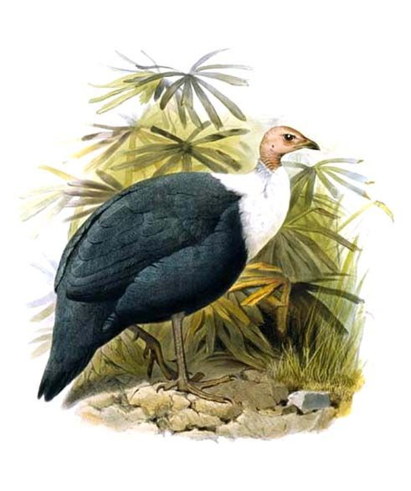White-breasted guineafowl