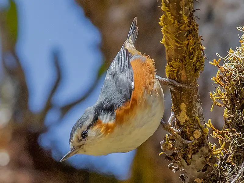 White-browed nuthatch