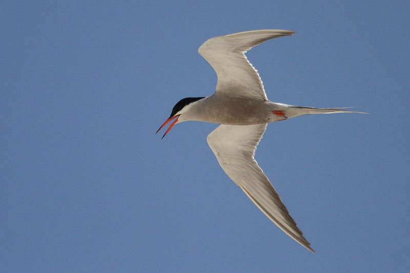 White-cheeked tern