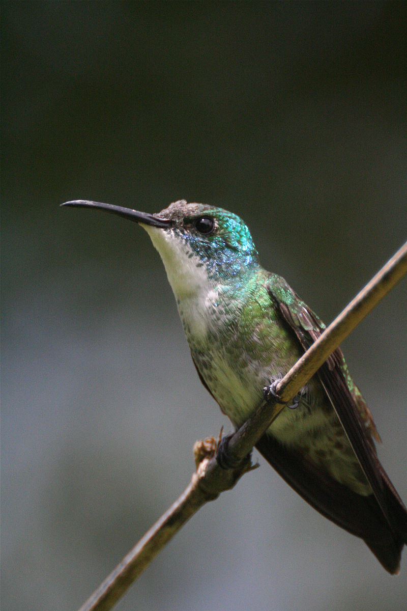 White-chested emerald