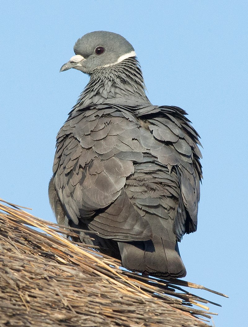 White-collared pigeon