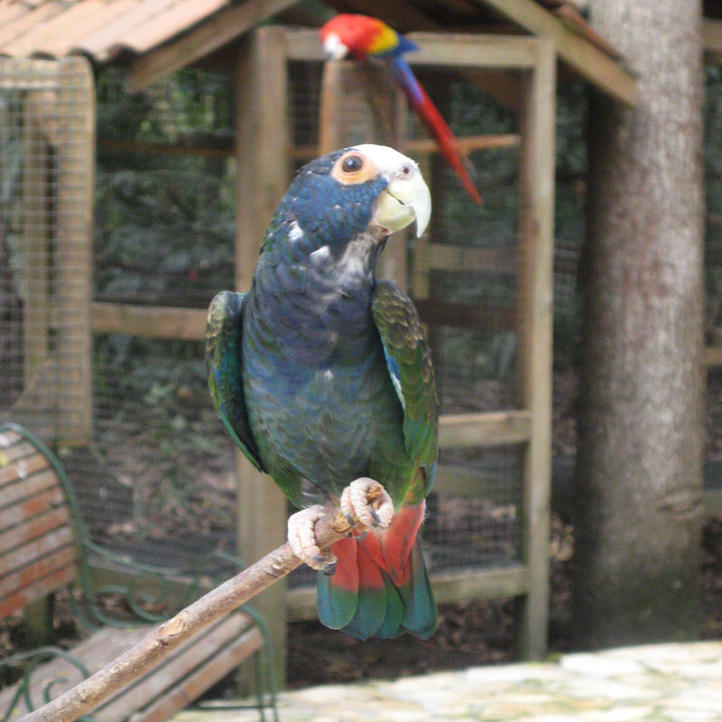 White-crowned parrot