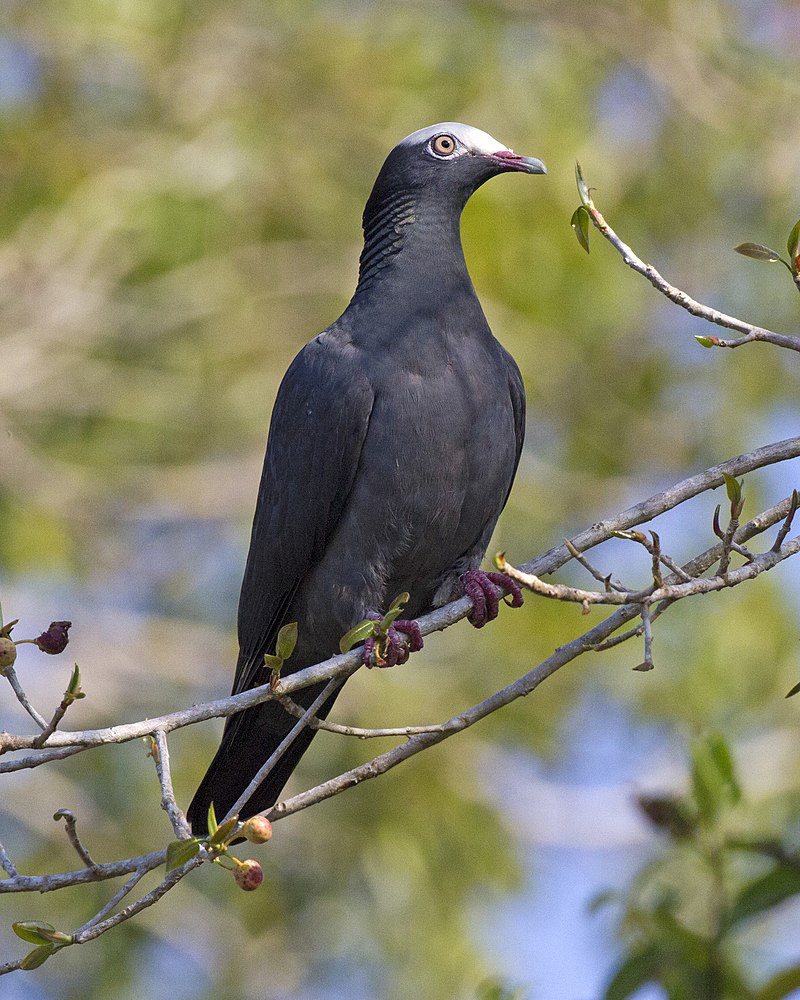 White-crowned pigeon