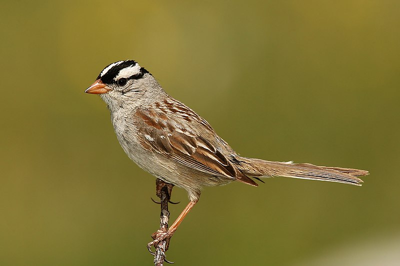 White-crowned sparrow