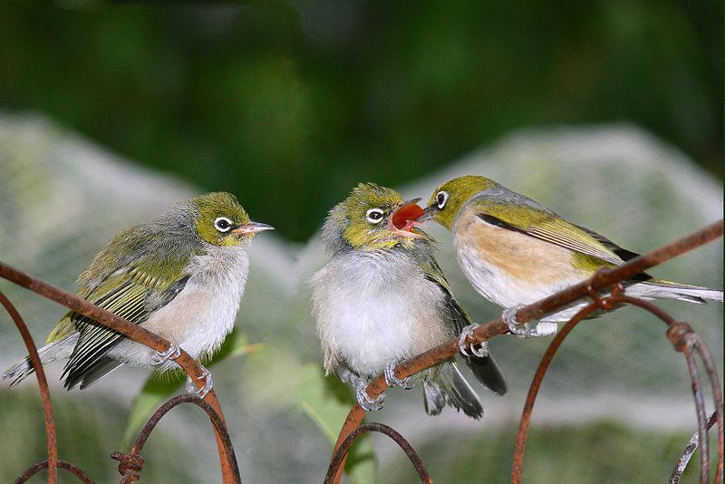 White-eyes