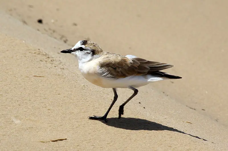 White-fronted plover