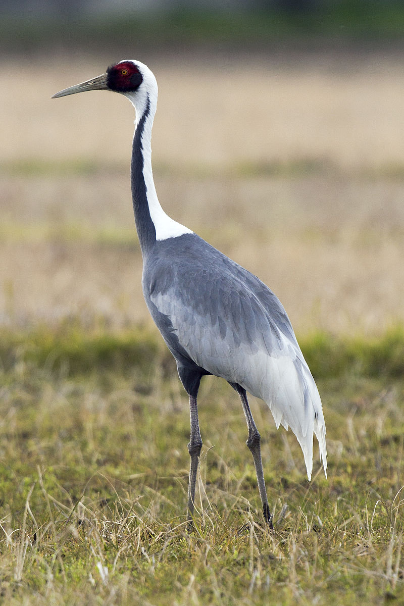 White-naped crane