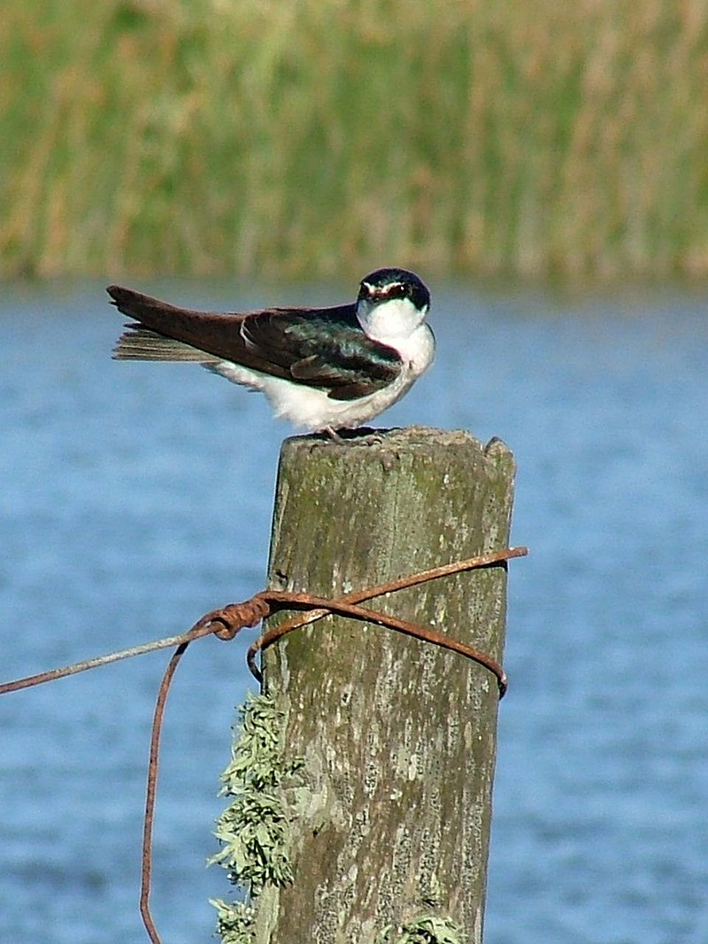 White-rumped swallow