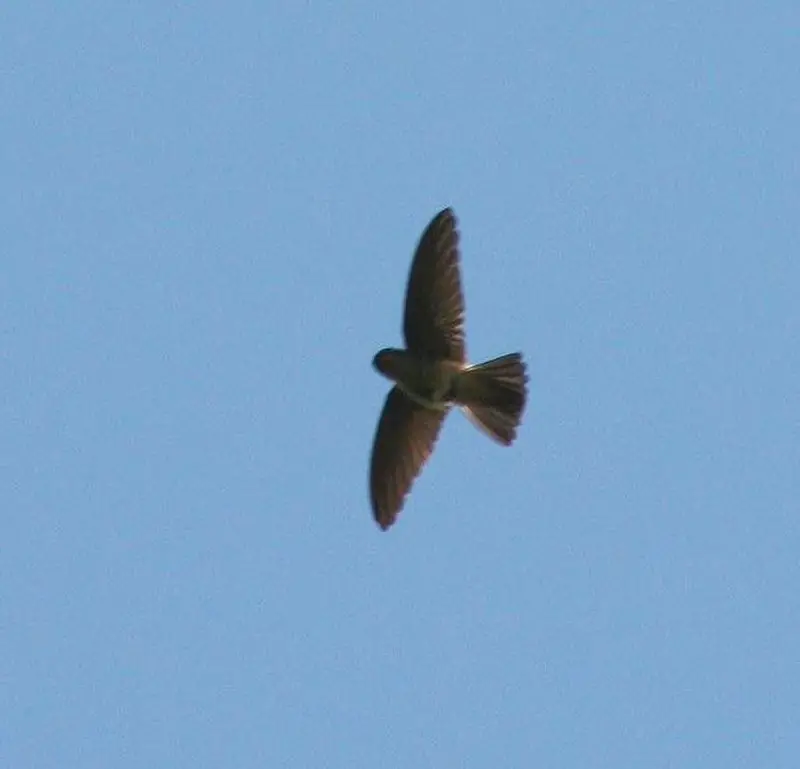 White-rumped swiftlet
