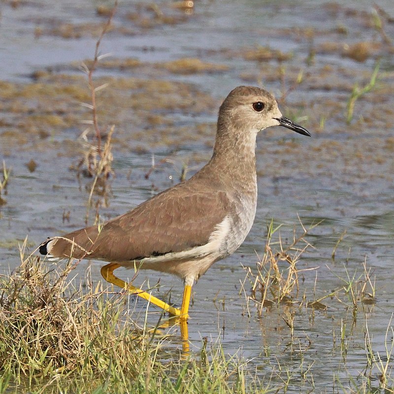 White-tailed lapwing