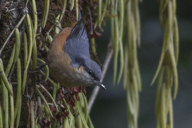 White-tailed nuthatch