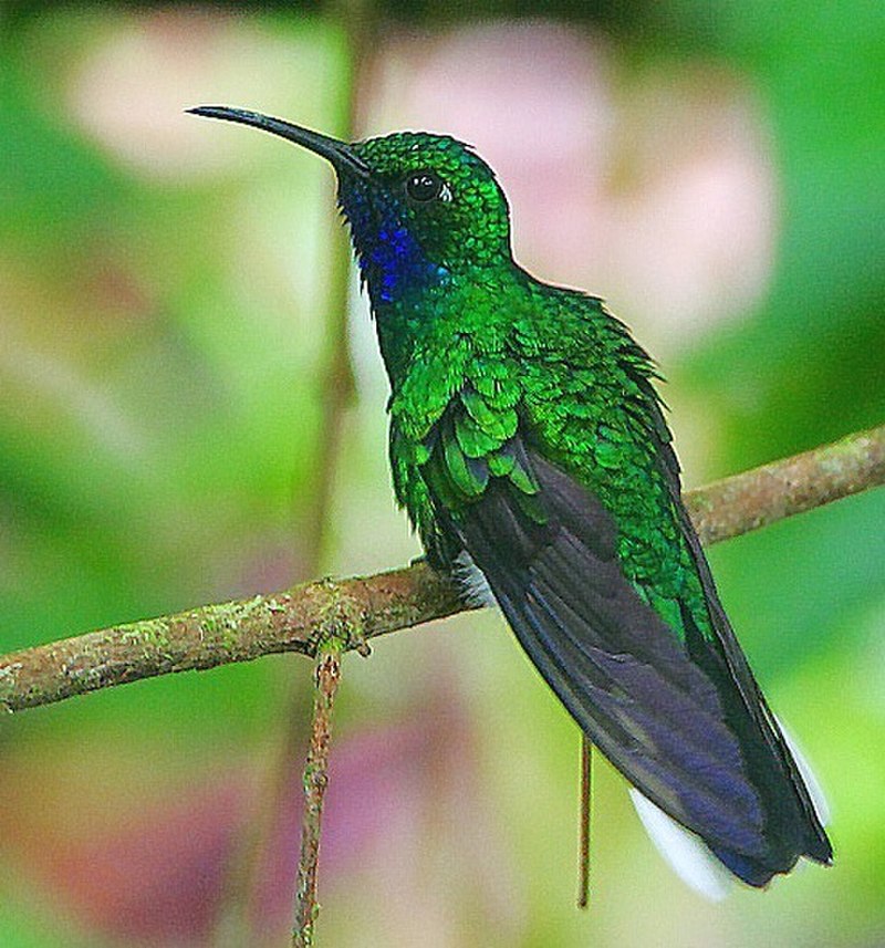 White-tailed sabrewing