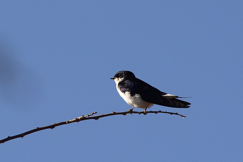 White-tailed swallow