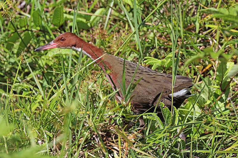 White-throated rail