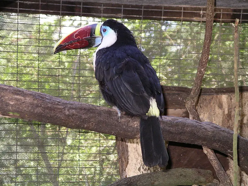 White-throated toucan