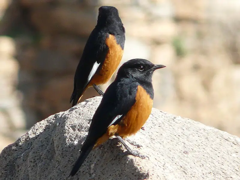 White-winged cliff chat