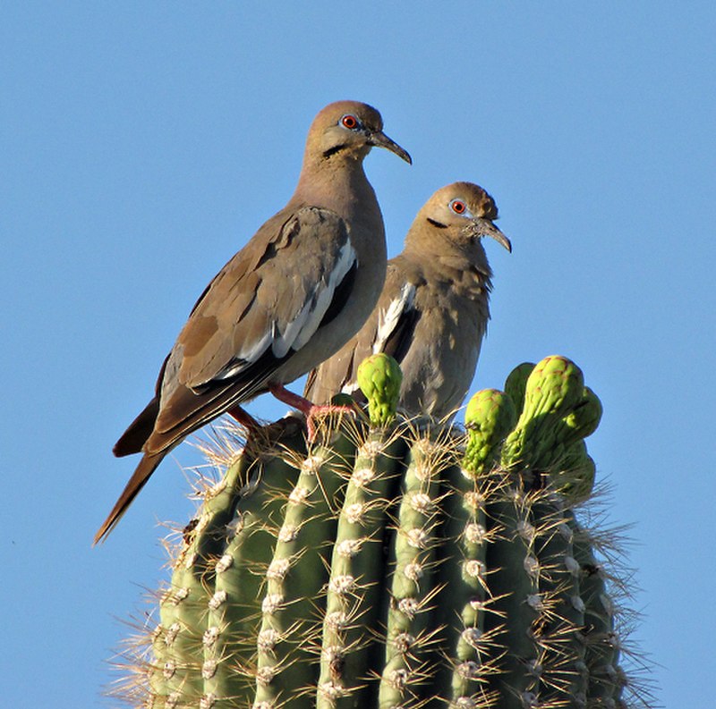 White-winged dove