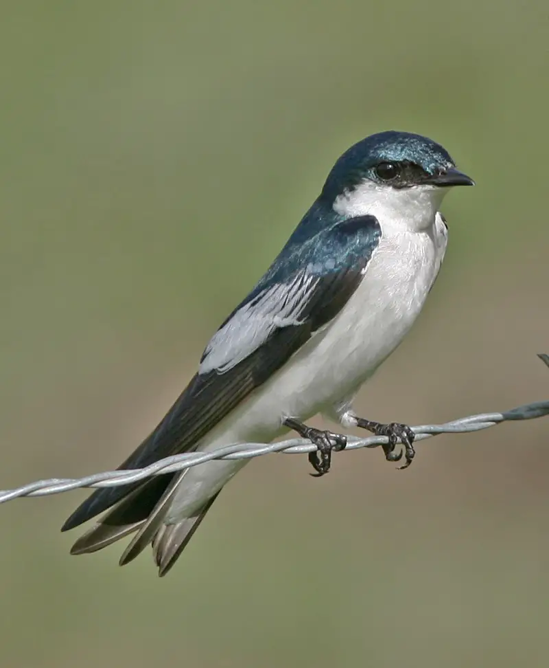 White-winged swallow