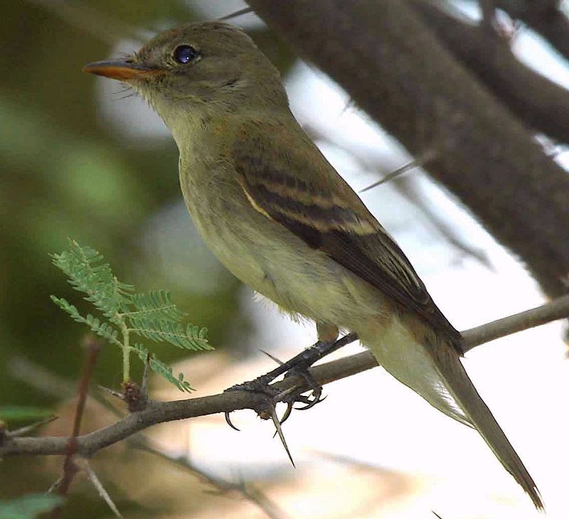 Willow flycatcher