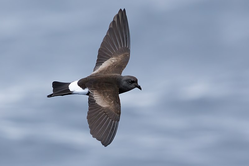 Wilson s storm petrel