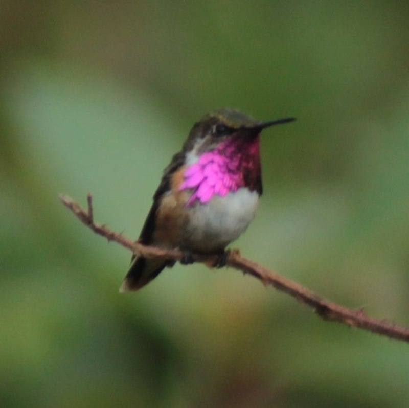 Wine-throated hummingbird